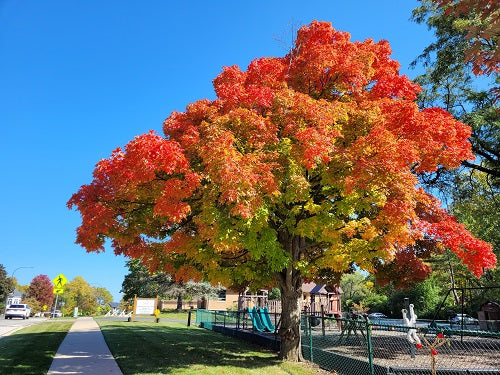 Top or Best Graphic Design Agencies and Companies in Schaumburg, Illinois