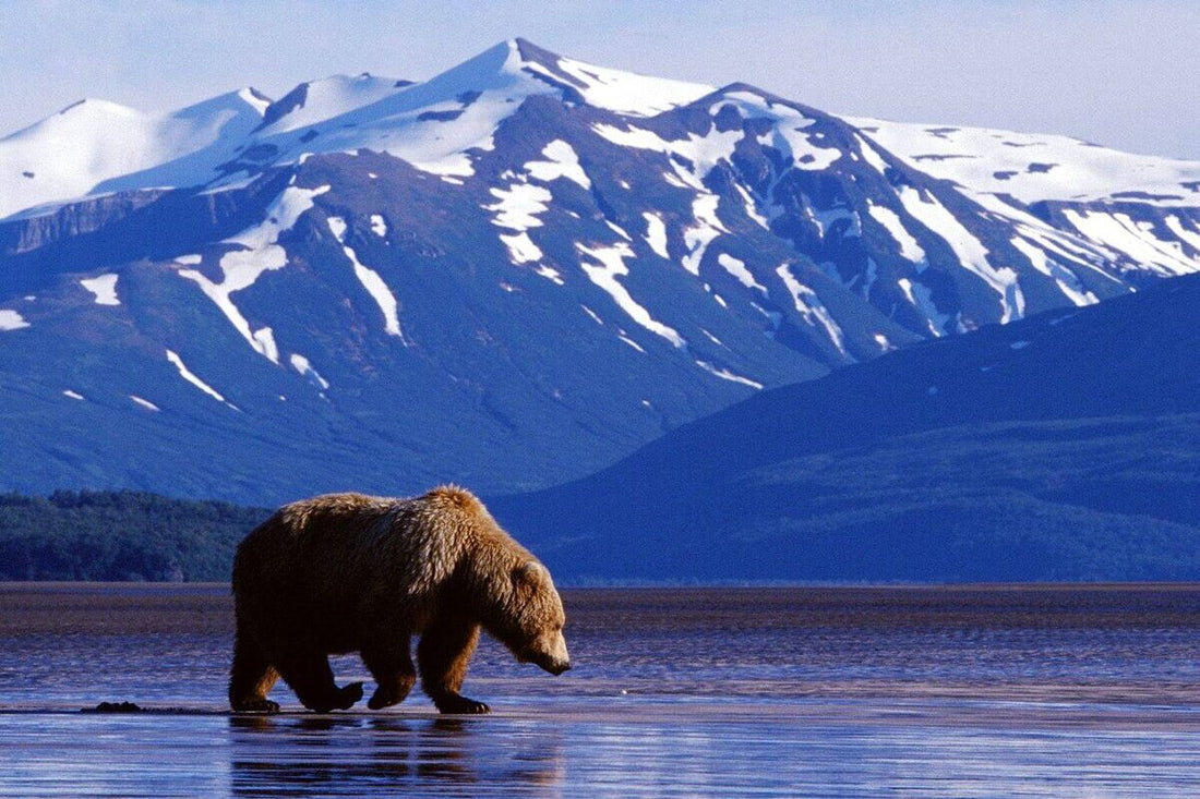 Top or Best Influencer Brand Partnership Agencies and Companies in Alaska