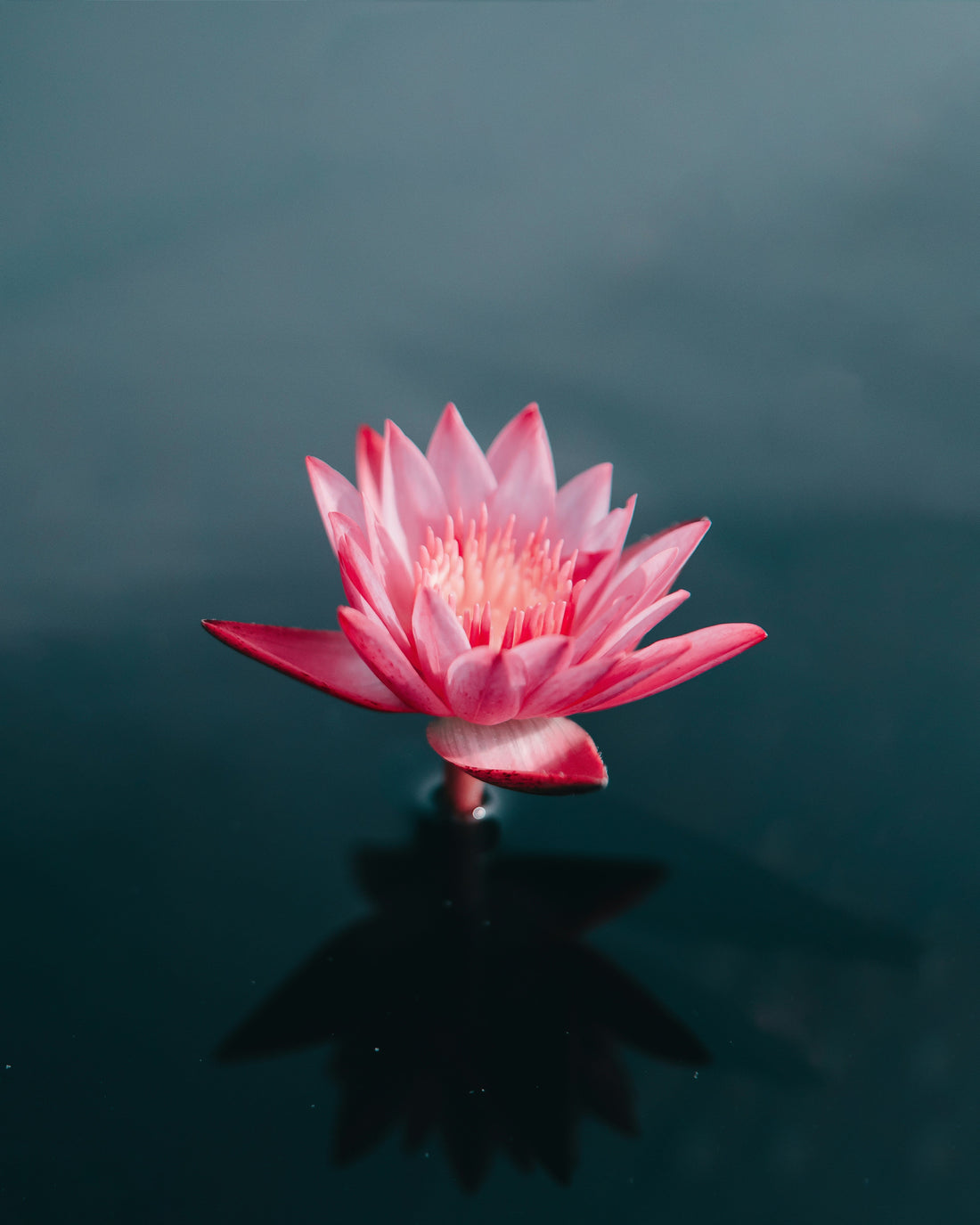 Top and Best AR Filters and Lenses Agencies and Companies in Tea, South Dakota