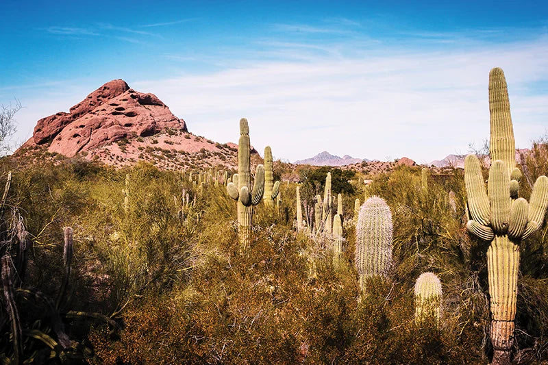 Top or Best Athlete Brand Partnership Agencies and Companies in Phoenix, Arizona