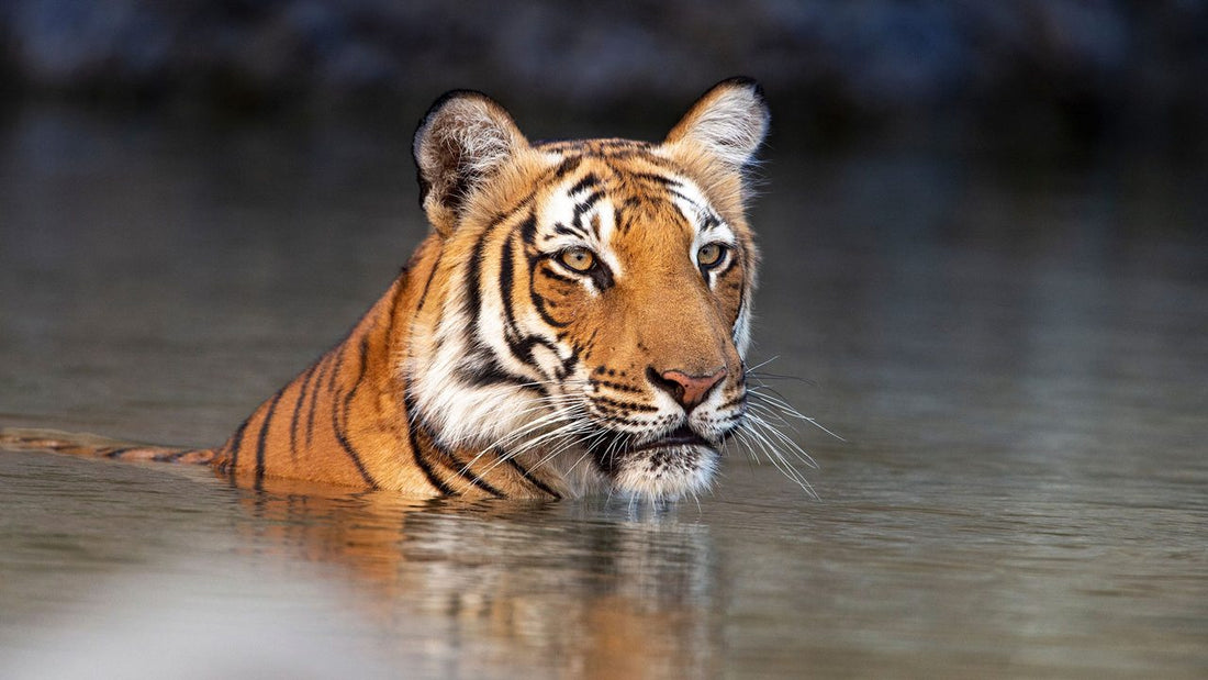 Top or Best Invitation Design Agency in Patna, India