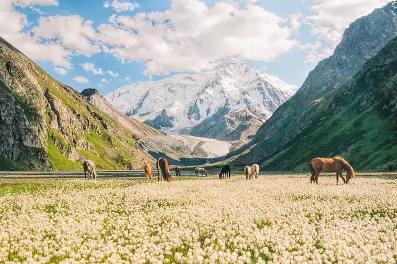 Top or Best Athlete Brand Partnership Agencies and Companies in Kyrgyzstan