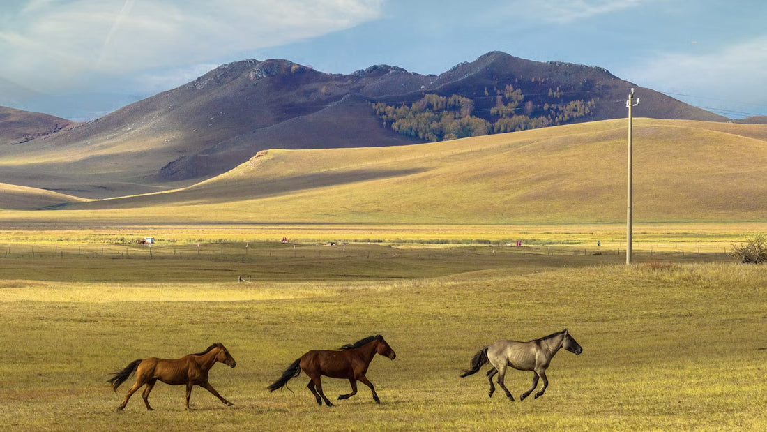 Top or Best Influencer Brand Partnership Agencies and Companies in Kazakhstan
