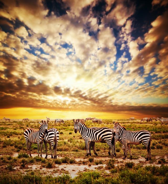 Top Photography and Photo Editing Agencies in Tanzania