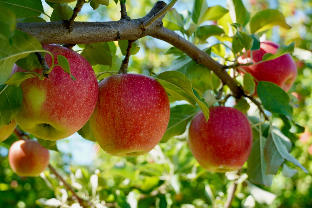 Top or Best Social Media Management Agencies and Companies in Apple Valley, Minnesota