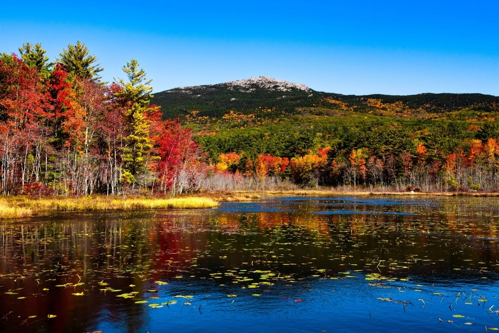 Top or Best Mural Design Agencies and Companies in Brattleboro, Vermont