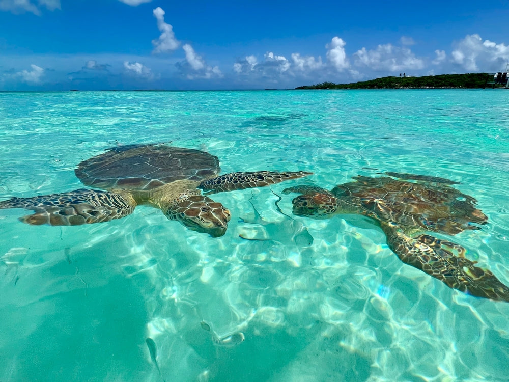 Top or Best Athlete Management Agencies and Companies in Bahamas