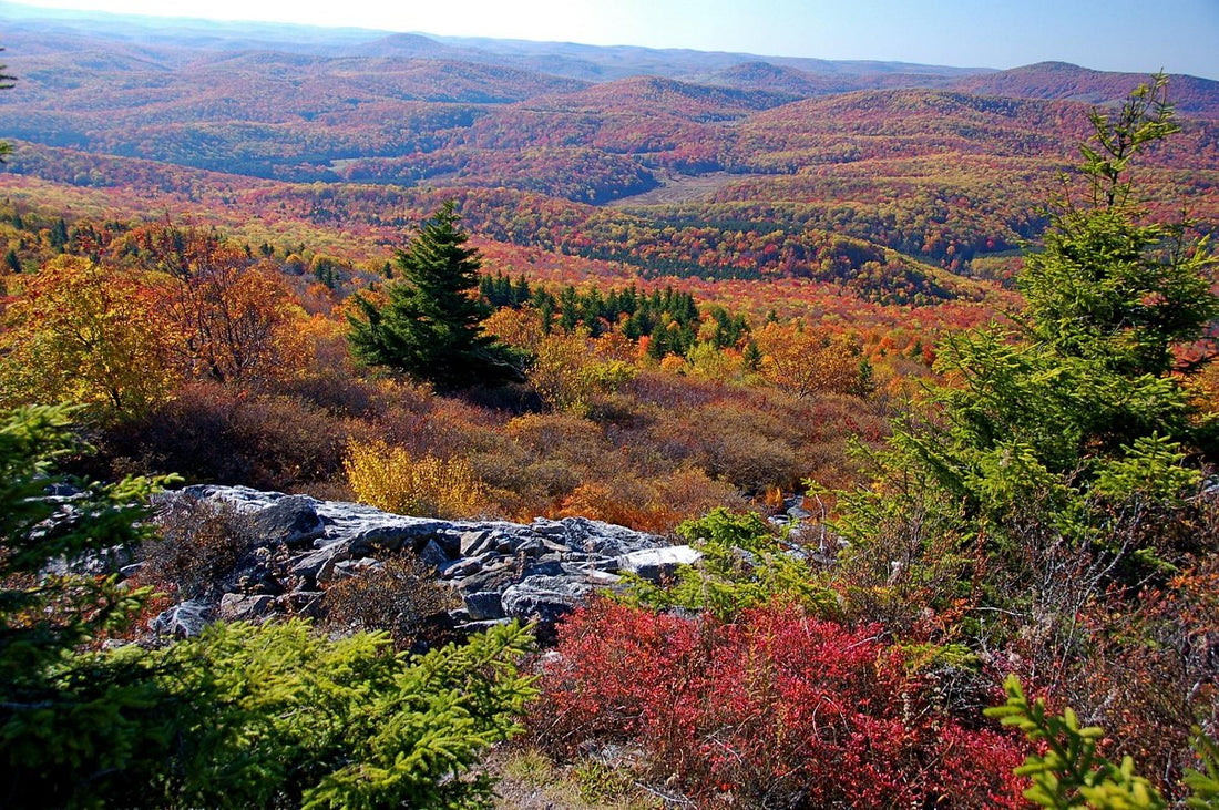 Top or Best Instagram Management Agencies and Companies in Teays Valley, West Virginia