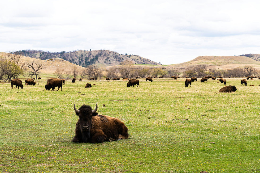 Top and Best Twitch Management Agencies and Companies in Box Elder, South Dakota
