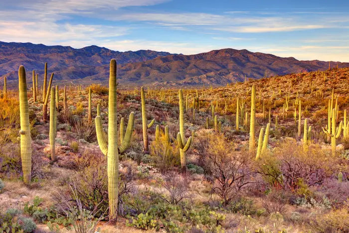 Top or Best Graphics for Streamers Agencies and Companies in Phoenix, Arizona