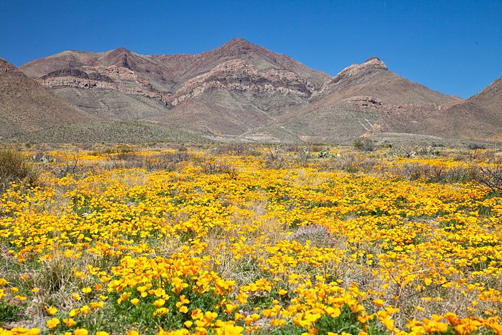 Top or Best Influencer Brand Partnership Agencies and Companies in El Paso, TX