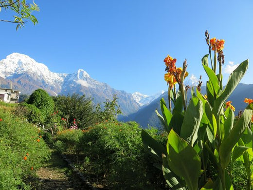 Top 5 Graphics for Streamers Agencies in Nepal