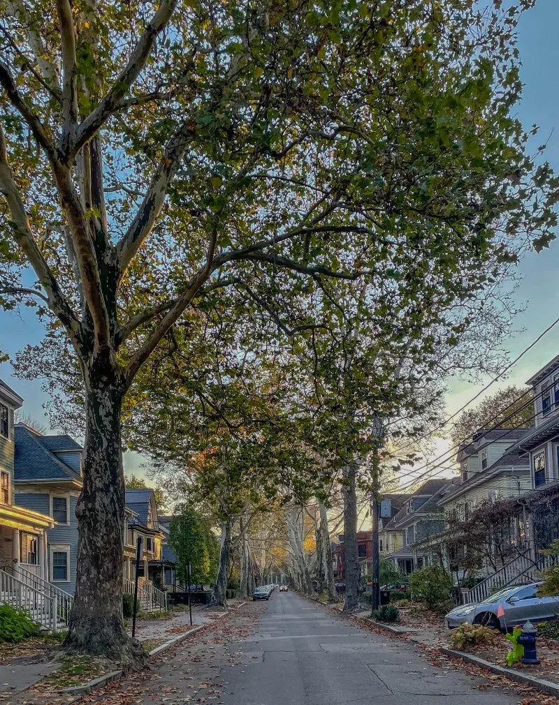 Top or Best NFT Art Agencies and Companies in Brookline, Massachusetts