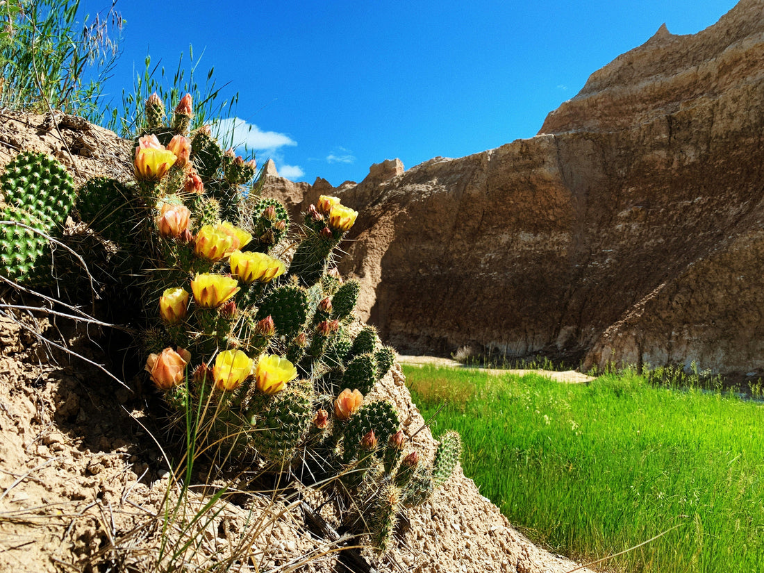 Top and Best Poster Design Agencies and Companies in Spearfish, South Dakota