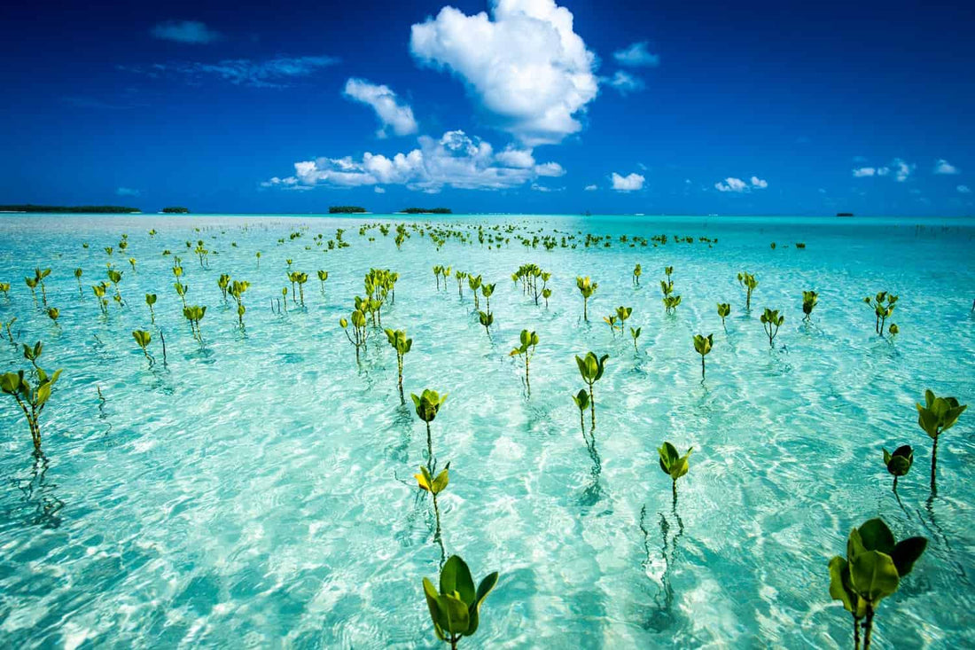 Best X (Twitter) Management Companies in Tuvalu