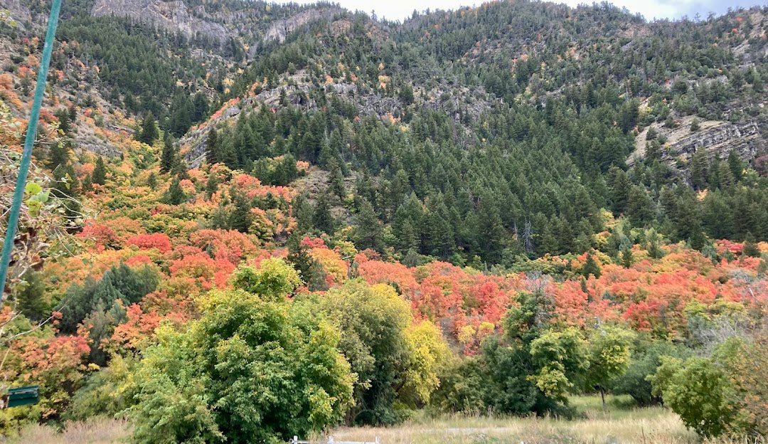 Top or Best Cartoons and Comics Agencies and Companies in Logan, Utah