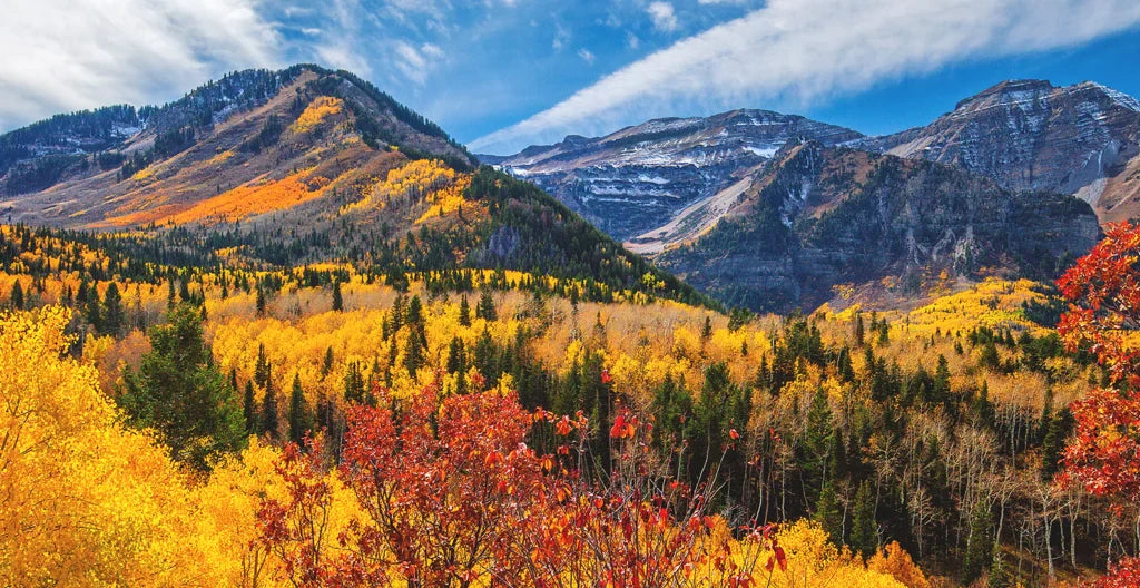 Top or Best Graphic Design Subscription Agencies and Companies in Murray, Utah