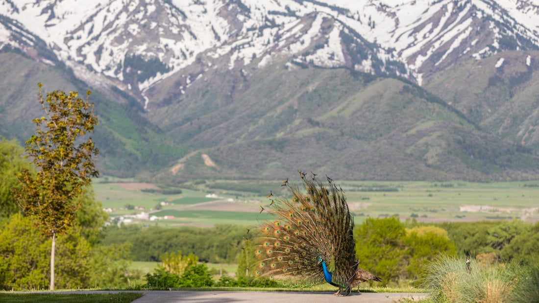 Top or Best Custom Graphics for Videos Agencies and Companies in Logan, Utah