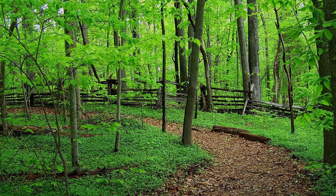 Top or Best Graphic Design Agencies and Companies in Winston-Salem, North Carolina