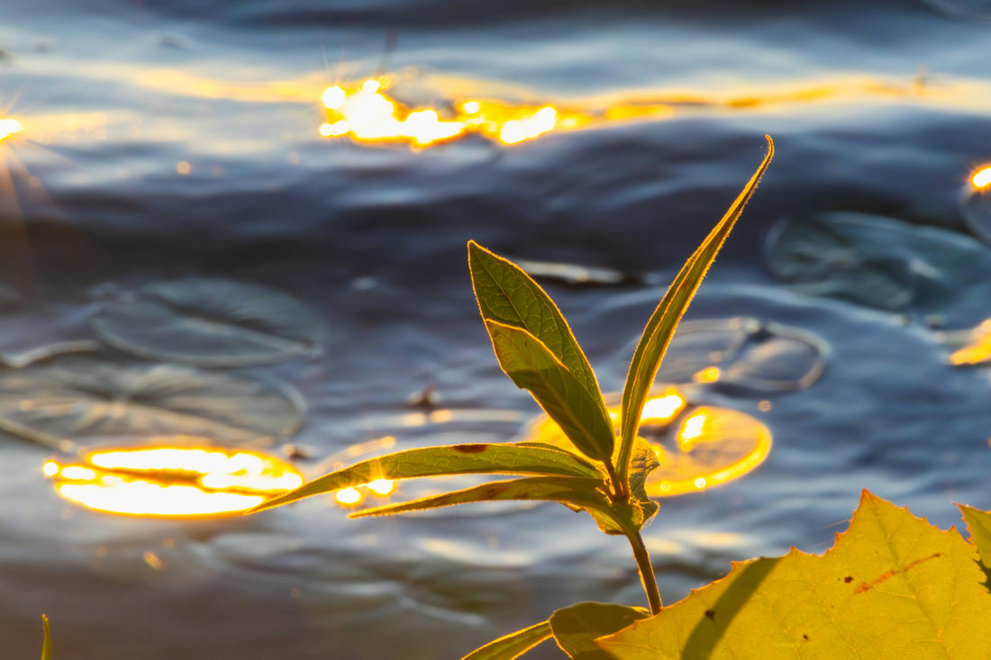 Top or Best Menu Design Agencies and Companies in Frederick, Maryland