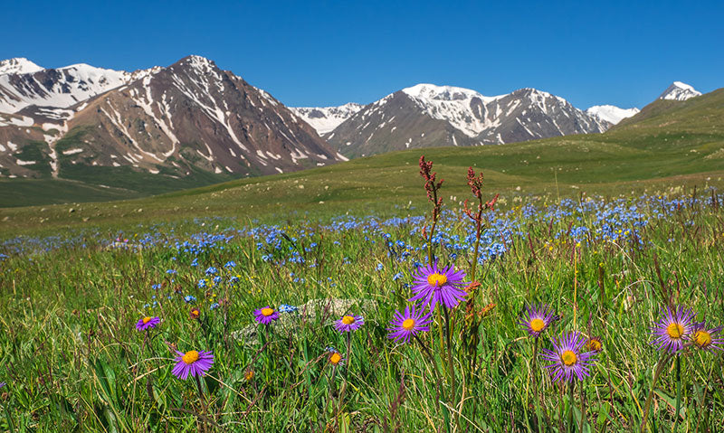 Mongolia: Best Twitch Management Companies