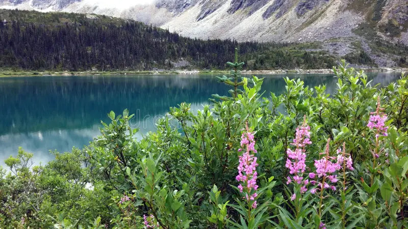 Top or Best Invitation Design Agencies and Companies in Meadow Lakes, Alaska