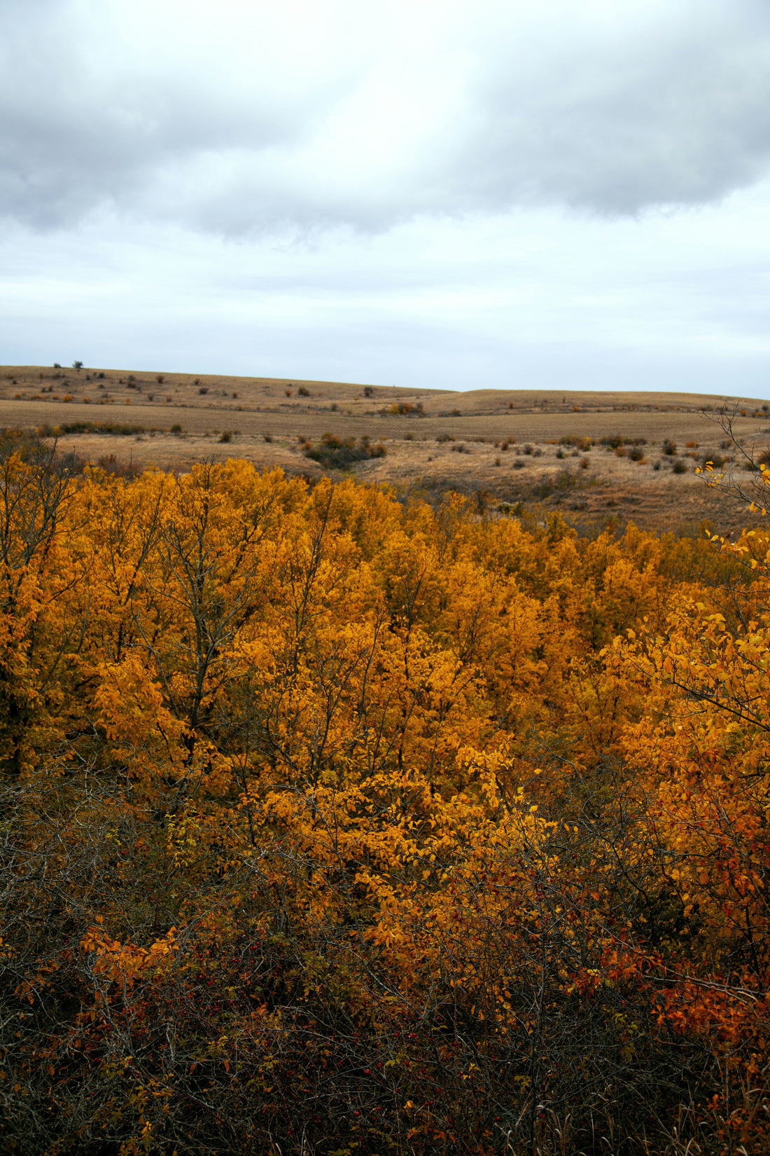 Top and Best Invitation Design Agencies and Companies in Box Elder, South Dakota