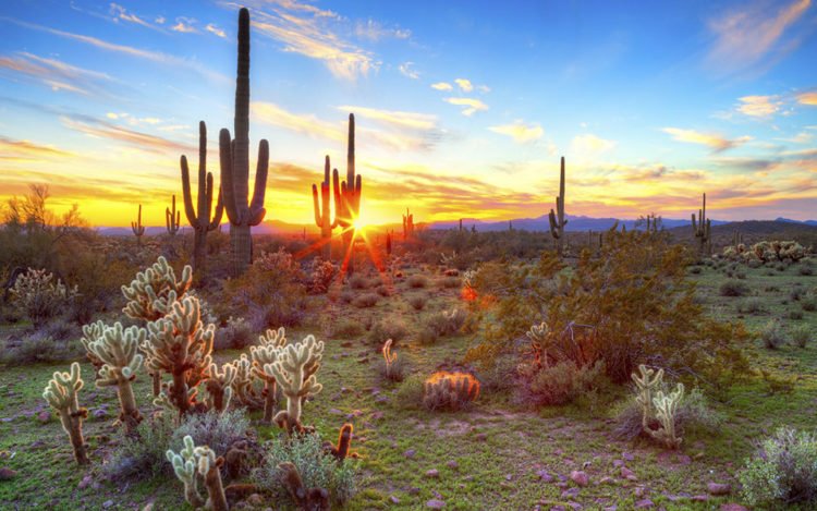 Top or Best Infographic Design Agencies and Companies in Phoenix, Arizona