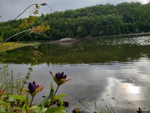 Top or Best Virtual Background Design Agencies and Companies in Milton, Vermont